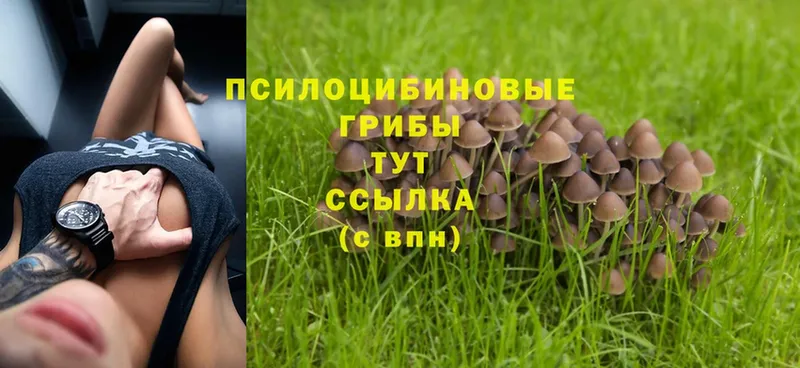 Галлюциногенные грибы Magic Shrooms  Ярцево 